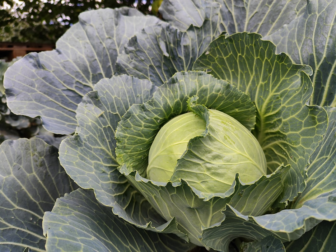 Cabbage and Ground Beef: Delicious Recipes to Try